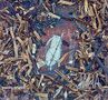 Paolo Angeli: Jar'a, CD, CD