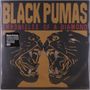 "Black Pumas: Chronicles of a Diamond". Zwei stilisierte schwarze Puma-Köpfe mit geöffneten Mäulern, sich gegenüberstehend., LP
