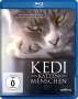Ceyda Torun: Kedi - Von Katzen und Menschen (Blu-ray), BR