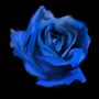 Es handelt sich um eine Illustration einer blauen Rose auf schwarzem Hintergrund., CD