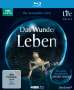 : Life - Das Wunder Leben - Die komplette Serie (Blu-ray), BR,BR,BR,BR