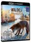 Wildes Venedig (Ultra HD Blu-ray), Ultra HD Blu-ray
