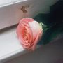 Keine Texte vorhanden. Eine einzelne rosafarbene Rose liegt auf einer beschädigten weißen Fensterbank., CD