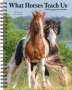 Willow Creek Press: What Horses Teach Us 2024 6.5 X 8.5 Engagement Calendar, KAL