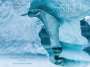 : Siku: Life on the Ice, Buch