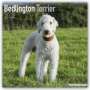 : Bedlington Terrier 2022 - 18-Monatskalender mit freier DogDays-App, KAL