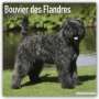 : Bouvier des Flandres - Flandrischer Treibhund 2022 - 18-Monatskalender mit freier DogDays-App, KAL