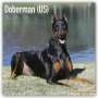 : Dobermans - Dobermänner 2022 - 18-Monatskalender mit freier DogDays-App, KAL