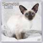 : Siamese Cats - Siam-Katzen 2023 - 16-Monatskalender, KAL
