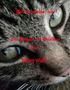 "Jetzt spreche ich! Ein Bengale im Waldhaus Band 2 Bailey Wald." Nahaufnahme eines Katzenkopfes, Fokus auf ein Auge., Buch