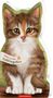 „Mein erstes Lieblingstier.“ Darunter eine gemalte Katze mit großen, leuchtenden Augen vor grünem Hintergrund., Buch