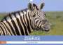 Wibke Woyke: Zebras - Gestreifte Welt (Wandkalender 2022 DIN A3 quer), KAL