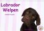 Jeanette Hutfluss: Labrador Welpen - Labrador Puppies (Wandkalender 2022 DIN A4 quer), KAL