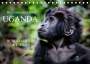 Wibke Woyke: UGANDA - Berggorillas & Chimps (Tischkalender 2022 DIN A5 quer), Kalender
