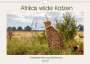 Ursula Di Chito: Afrikas wilde Katzen (Wandkalender 2022 DIN A4 quer), KAL