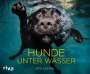 Seth Casteel: Hunde unter Wasser, Buch