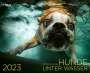 Seth Casteel: Hunde unter Wasser 2023, KAL