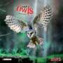 : Magic Owls 2023, KAL
