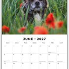 Juni 2027 Kalender mit einem Hund in einem grünen Feld mit leuchtend roten Blumen im Hintergrund.