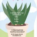 Quiz mit zwei Fragen über Chlorophyll und Calathea. Hintergrund: lächelndes Topf-Pflanzen-Illustration.