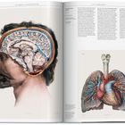 Zwei farbige anatomische Illustrationen: links ein durchgeschnittener Kopf mit sichtbarem Gehirn; rechts Herz und Lunge.