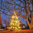 Ein beleuchteter Weihnachtsbaum steht in einem Park, umgeben von kahlen Bäumen. Im Hintergrund ist eine Kirche.