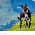 Text: "Momo", "JANUAR". Ein Esel steht auf einer blühenden Wiese mit Bergen im Hintergrund.