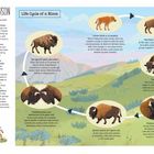 "Biography of a Bison" und "Life Cycle of a Bison" stehen oben. Illustrationen zeigen Bisons in verschiedenen Lebensphasen, von Kälbern bis zu alten Tieren.