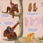 „Das Leben in Bäumen“, „Von Ast zu Ast schwingen“. Illustrationen von Orang-Utans auf Bäumen und in Bewegung.