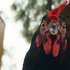 Ein Huhn schaut direkt in die Kamera, mit leuchtend rotem Kamm und markanten gelben Augen.