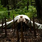 Eine Person liegt bäuchlings mit ausgestreckten Armen auf Waldboden, umgeben von jungen Bambussprossen.