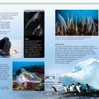 Texte: "FOOD WEB", "KRILL", "SOFT CORAL", "ICEFISH", "PENGUINS". Bilder von Walen, Krill, Korallen, einem Eisfisch und Pinguinen.