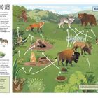 "Great Plains Food Web" und "Bison Food Web" stehen oben. Tiere und Pflanzen sind mit Pfeilen verbunden.