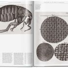 "Science Illustration" oben, links: Flohzeichnung, rechts: drei Mikroskopansichten; "Fig. 1", "Fig. 2", "Fig. 3".