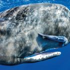 Text: "UNLIKELY FRIENDS" gefolgt von einer Beschreibung der symbiotischen Beziehung zwischen Pottwalen und Schiffshaltern. Ein Pottwal, neben ihm ein kleiner Fisch, wahrscheinlich ein Schiffshalter, schwimmt im klaren blauen Wasser.