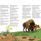 Ein Text bestehend aus Glossar-Definitionen über Begriffe zur Ökologie. Rechts eine Illustration von Bisons auf einer Wiese.