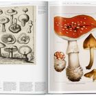 Links: alte Pilz-Illustrationen, rechts: bunte Fliegenpilzdarstellung mit Hinweis "Poisonous Mushrooms".
