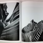 Seite 82. Links geschwungene Felsformationen, rechts zwei Zebras mit Streifen, eng aneinander geschmiegt.