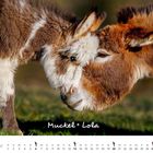 "Muckel + Lola" steht über einem Kalender für Juni. Zwei Esel kuscheln auf einer Wiese.