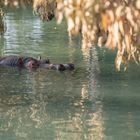 Kein Text vorhanden. Ein Nilpferd schwimmt ruhig im Wasser, umgeben von hängenden, trockenen Blättern.