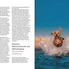 Links: Text über Verhalten und Stress bei Hunden. Rechts: Ein Hund springt aus dem Wasser, lebendig und fröhlich.