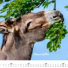 "Henriette", Juli-Kalender, Esel frisst grüne Blätter, blauer Himmel im Hintergrund.