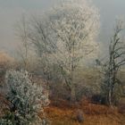 Es gibt keine Texte. Eine winterliche Landschaft mit kahlen Bäumen, einem leichten Frostmantel und braunem Gras im Vordergrund.