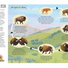 "Biography of a Bison" und "Life Cycle of a Bison". Illustrationen zeigen den Lebenszyklus eines Bisons in verschiedenen Altersstufen.
