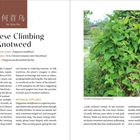 Chinese Climbing Knotweed. Botanischer Name: Polygonum multiflorum. Rechts grünes Blattwerk, dichter Bewuchs.