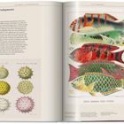 Links: Text über lithografische Drucktechniken. Rechts: Illustration von Fischen mit dem Titel "GREAT BARRIER REEF FISHES".