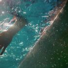Eine Hand gleitet unter Wasser neben einem Surfbrett, umgeben von Lichtstrahlen und Bläschen im blauen Meer.