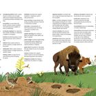 Text: Worterklärungen wie "apex predators", "biodiversity", "carbon sequestration". Illustration: Bison mit Kalb, Pflanzen.