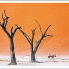 "Sossusvlei." Zwei tote Bäume und ein Oryx in einer Wüste mit orangefarbenem Sand.