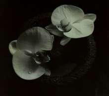 Mike Patton &amp; Jean-Claude Vannier: Corpse Flower, CD